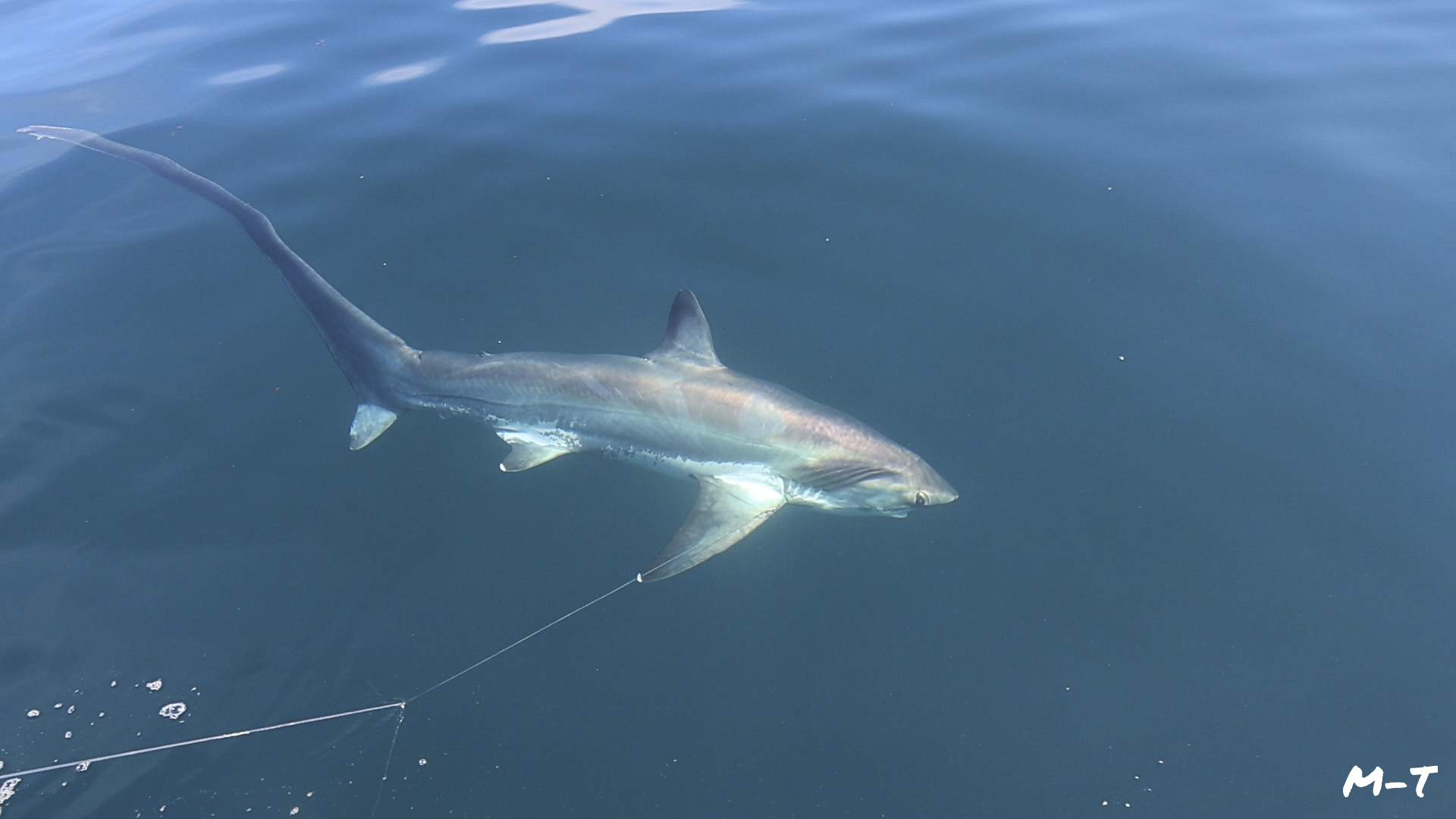 Requin